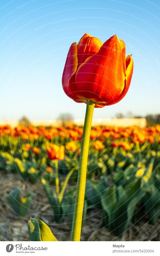 Tulip against blue sky Easter Spring Flower Isolated Image Neutral background Gift Garden Blossoming Botany Decoration Nature Plant Leaf Part of the plant