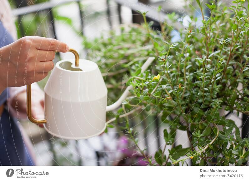 Hand with watering can close-up. Woman watering green plants on the balcony. Houseplants and flowers gardening hobby. Urban jungle millennial home interior apartment.