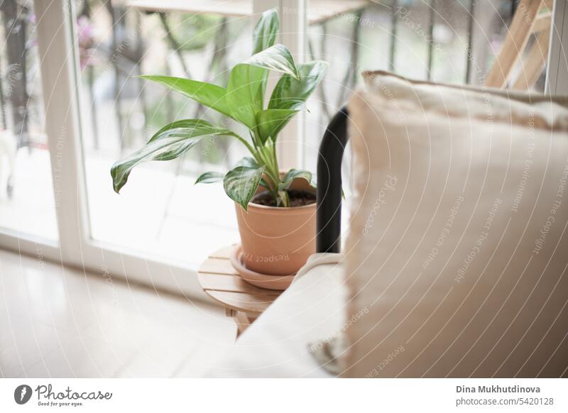 green plant leaves and beige pillow on sofa at home. Growing houseplant and urban jungle hobby. Tropical home decor. gardening water natural background leaf