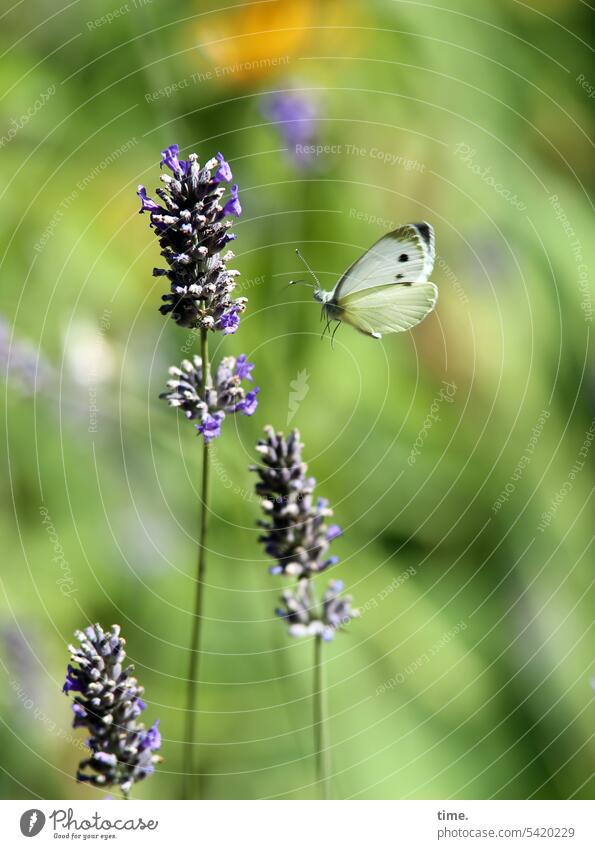 check your sources Butterfly Insect Animal Nature Close-up butterflies Cabbage white butterfly approach Blossom Nectar Meadow food source Plant Pieris brassicae