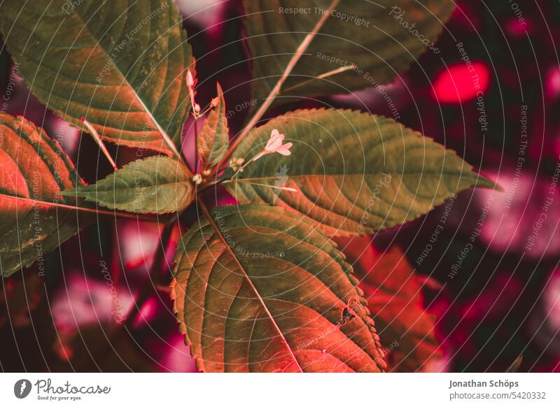 Leaves close up false color leaves Close-up Nature False coloured Fake infrared image variegated Red Green Rachis Forest detail Love of nature