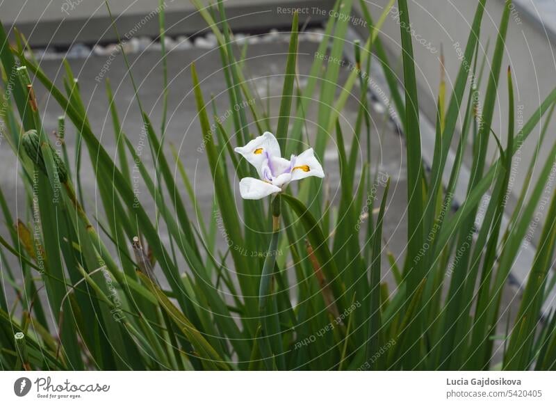 Large wild iris or African iris, in Latin calles dietes grandiflora in bloom. The plant is growing outdoors. A single flower is in the middle of leaves. There is a lot of copy space around.