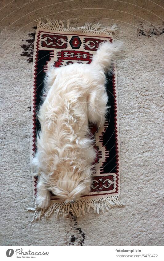 small white dog on his small Berber rug Dog Carpet Places Small Adequate Pelt Pet Animal Lie stay on the ball small dog Crossbreed White Cute Fatigue Siesta