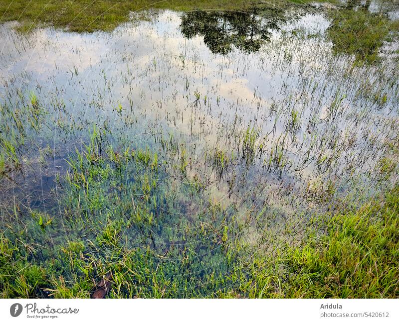 Baltic lagoon | grasses stand in shallow water reflecting sky and trees Lagoon Water Nature Landscape bank Baltic Sea Reflection Calm Idyll Surface of water