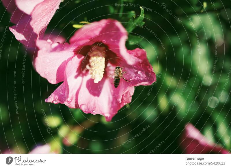 geöffnete, mit Regentropfen benetzte Hibiskusblüte mit Biene a8 Eibisch Garten Blume Blüte blühend Sommer sommerlich rosa grün dunkelgrün pink Insekt