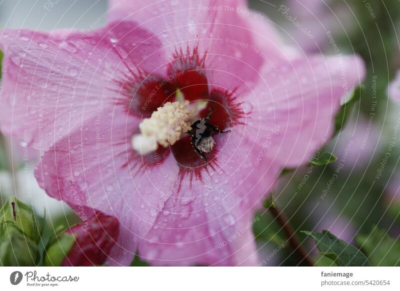 geöffnete, mit Regentropfen benetzte Hibiskusblüte mit Hummel Eibisch Garten Blume Blüte blühend Sommer sommerlich rosa grün dunkelgrün pink Insekt Bienenwiese