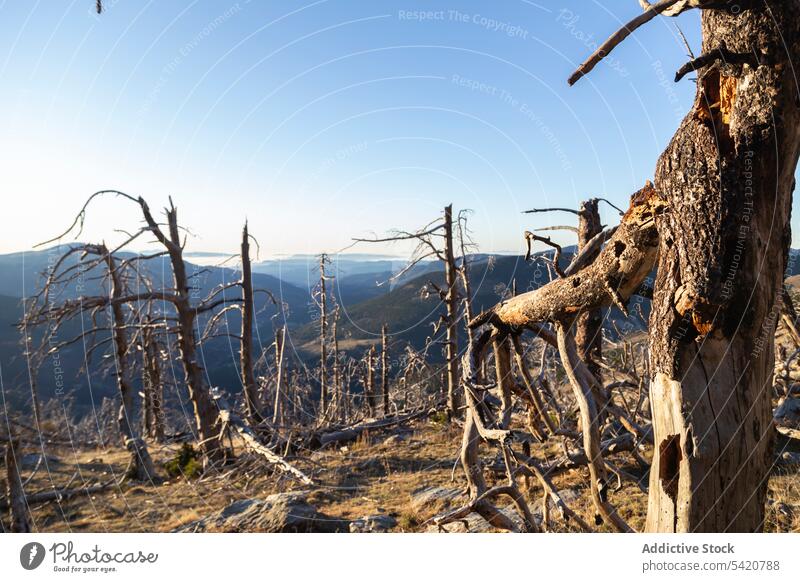 Dry trees with sticking roots in mountain valley in sunny day forest dead dry trunk slope empty nature wood bark wild landscape meadow sky scene slippery bough