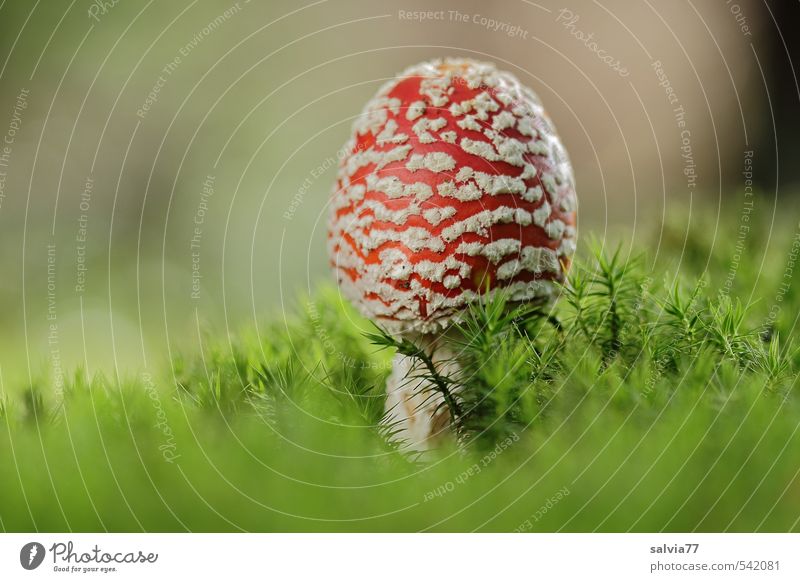 Mushroom in a bed of moss Environment Plant Autumn Moss Foliage plant Wild plant Forest Stand Growth Fresh Soft Multicoloured Green Red Moody Safety