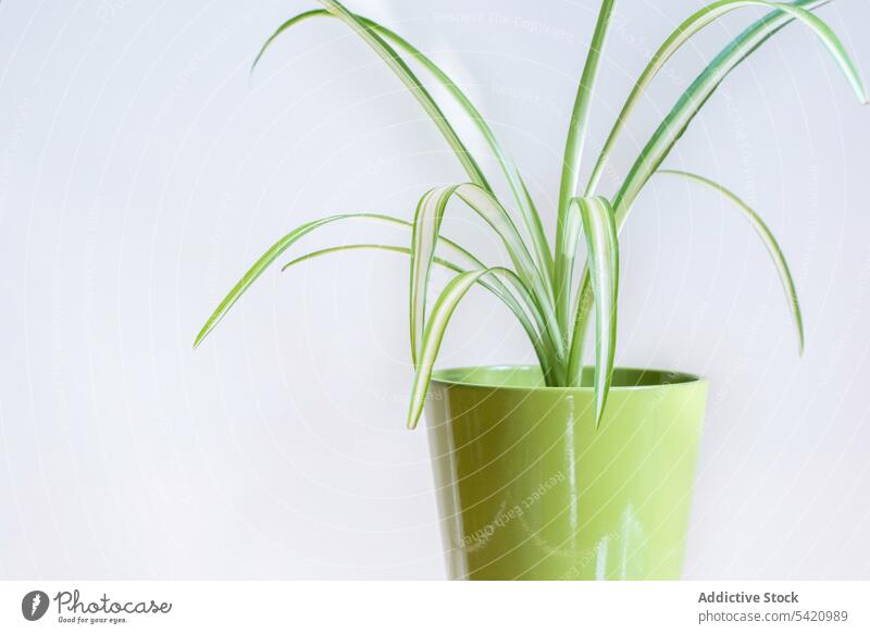 Detail of isolated spider plant leaves on a green pot. detail decoration home plants white background design minimalist clean cozy decorative indoor indoors
