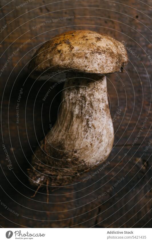 Penny Bun mushroom on rustic wooden table penny bun fungus fresh harvest kitchen food healthy product uncooked tasty delicious organic meal cuisine nutrition