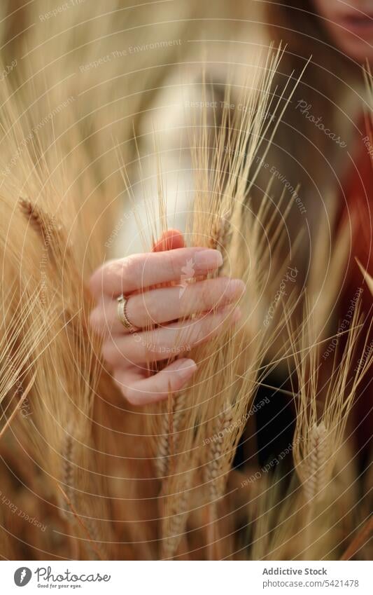 Woman with rings touching spikelets in field woman hand golden wheat finger wife bride nature female tender harmony gentle romantic grass natural delicate