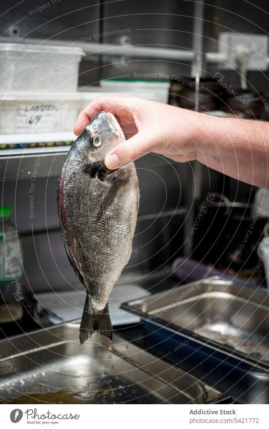 Crop cook with raw fresh fish in kitchen of restaurant gilt head bream seafood chef cuisine prepare recipe healthy culinary meal uncooked product gourmet