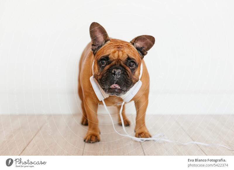 cute brown french bulldog at home and looking at the camera. Funny dog listening to music on white headset. Pets indoors and lifestyle. Technology and music