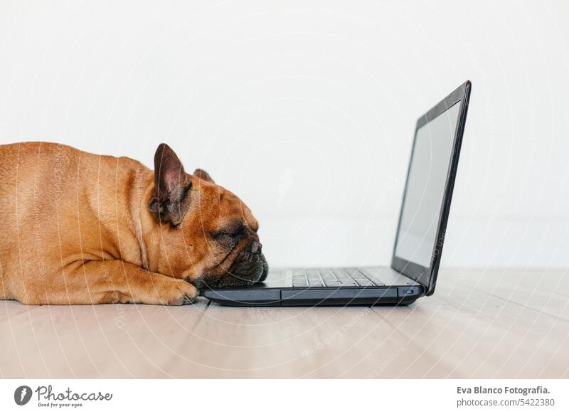 cute brown french bulldog working on laptop at home and feeling tired. Pets indoors, lifestyle and technology concept adorable animal beautiful boss computer