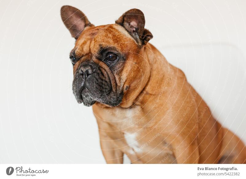 cute brown french bulldog sitting on the floor at home and looking at the camera. Funny and playful expression. Pets indoors and lifestyle adorable animal