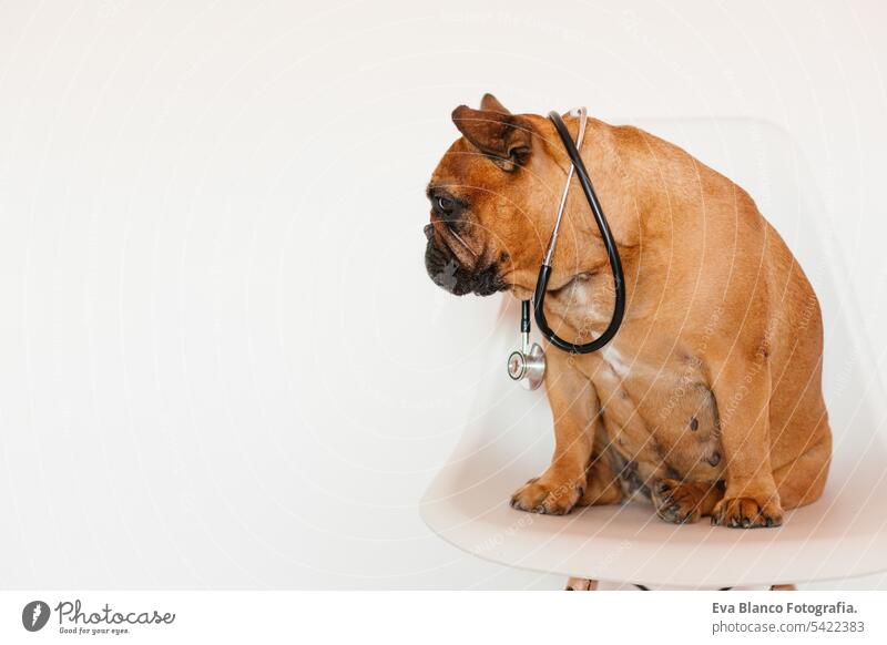 cute brown french bulldog sitting on a chair at home. Wearing a veterinarian stethoscope. Pets care and veterinarian concept adorable animal baby background