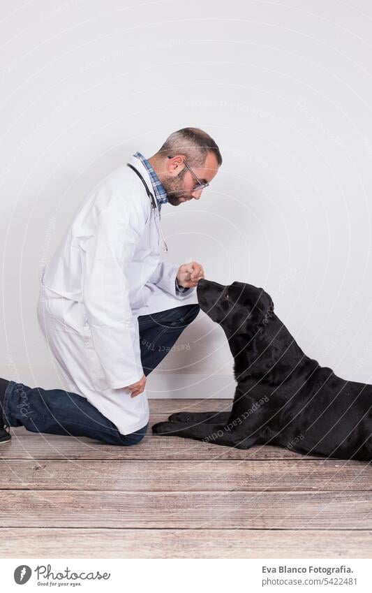 young veterinarian man examining a beautiful black labrador dog by using stethoscope, isolated on white background. Indoors medicine owner male clinic happiness