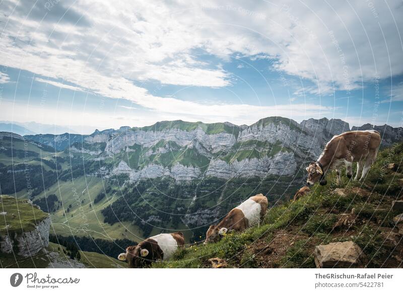 Cows on hill in front of mountain panorama cows Farm animal three Stand pose Brown White Alps Willow tree stones Stony Meadow Animal Green Nature Exterior shot