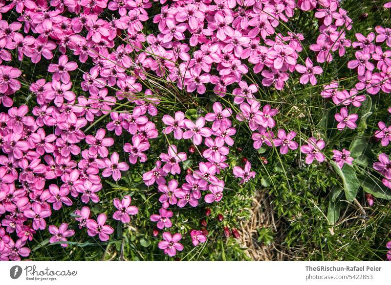 Pink flower detail Flower Green Blossom Plant pretty Nature Colour photo Blossoming Deserted naturally Close-up Shallow depth of field flowers Alps
