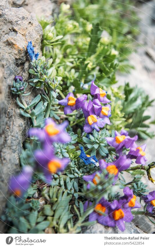 Detail violet orange Flower Green Blossom Plant pretty Nature Colour photo Blossoming Deserted naturally Close-up Shallow depth of field flowers Alps