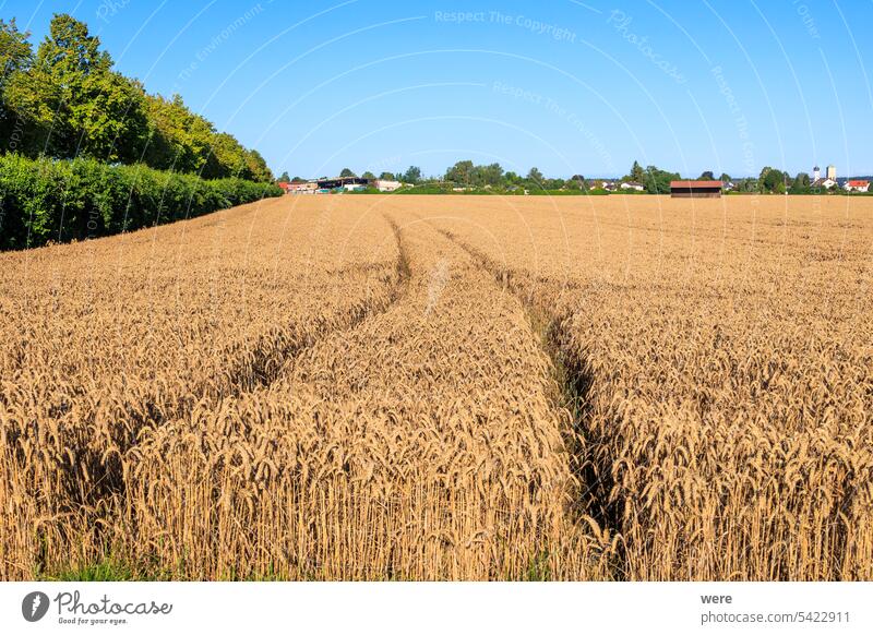 View over wheat field near Inningen in Bavaria with bright blue sky Bright Cereal Oats Rye Stubble field agricultural barley bavaria copy space farmer