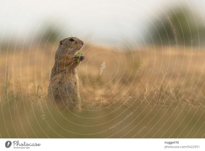 upright gopher feeding Marmot To feed eating Foraging food Mammal Animal Nature Exterior shot Colour photo Day Deserted Animal portrait Wild animal Pelt Meadow