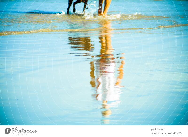 Walk on the beach with dog Woman Dog Reflection Beach Vacation & Travel Relaxation Human being Surface of water Silhouette South Pacific Australia Rear view