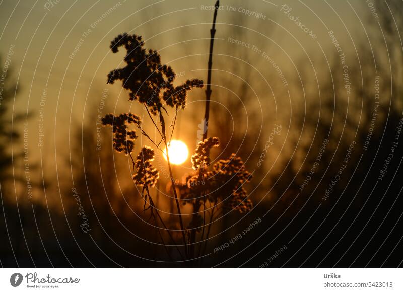 A meadow plant silhouette in the sunset Sunset Silhouette Plant Dark Evening Nature Deserted Colour photo