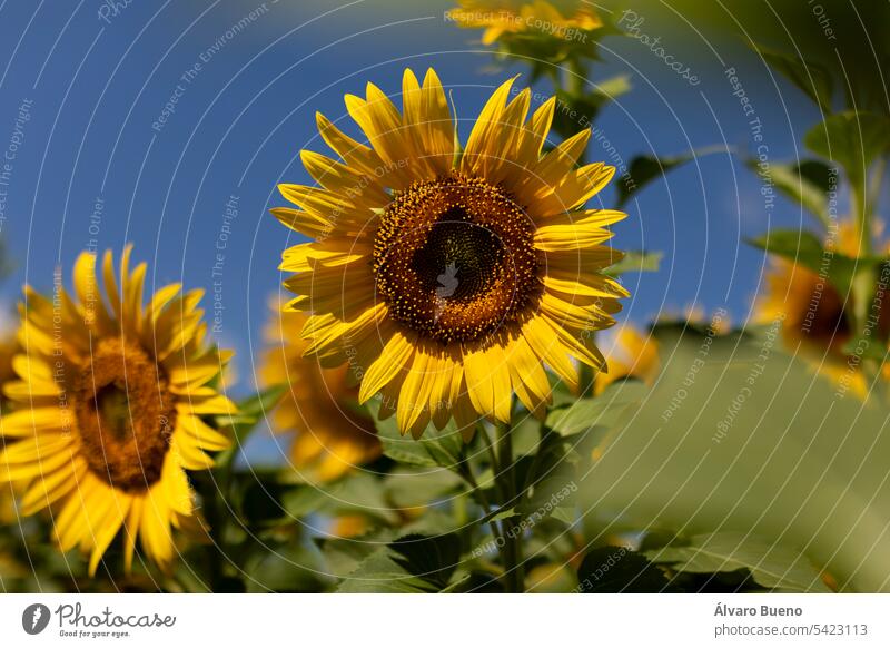 Sunflowers in a crop field, growing in the sun, in summer, with their green stems and leaves, and with their huge yellow petals. Agricultural and agri-food industry near San Esteban de Gormaz, Soria, Spain.