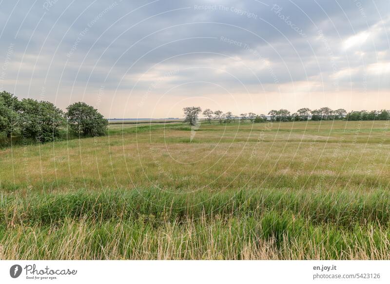 Grass landscape under cloudy sky grasses reed Common Reed Horizon trees Sky Clouds wide Nature Landscape Deserted