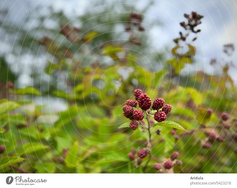 Unripe blackberries on blackberry hedge Blackberry Berries Hedge Summer blurriness Delicious Nature Red