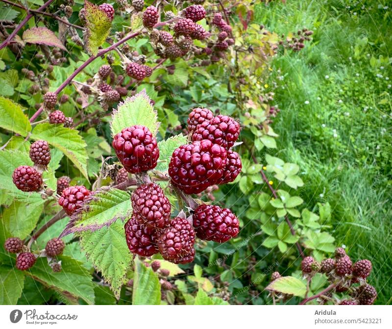Unripe blackberries hang on the blackberry hedge Blackberry Berries Summer late summer Fruit Food Nature Delicious Red Immature Meadow Green Plant