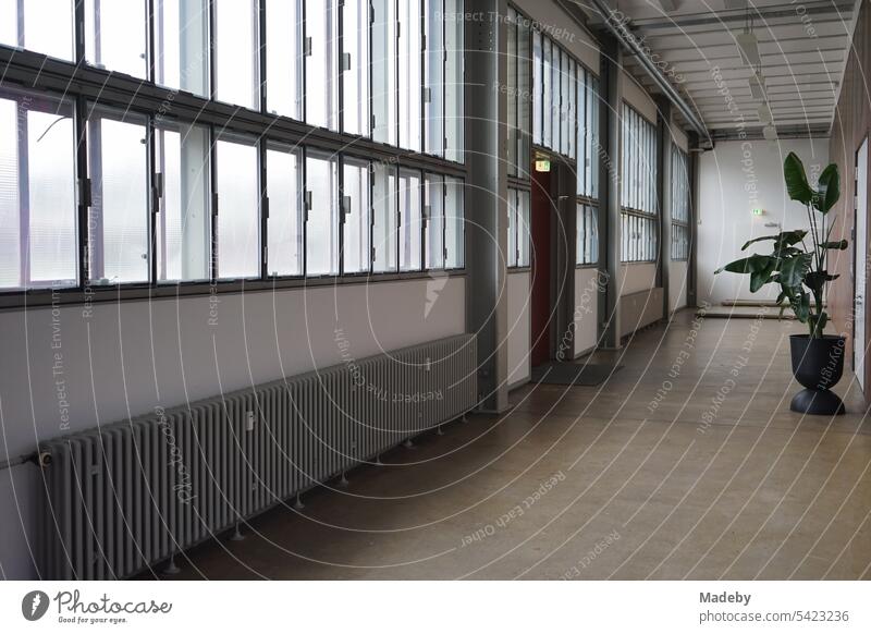 Long corridor with decorative potted plant next to the exhibition rooms at shaft XII of Zollverein colliery in Essen, Ruhr area in North Rhine-Westphalia in Germany