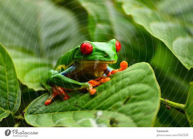 Red eyed tree frog Animal Wild animal Frog Animal face 1 Observe Hunting Sit Wait Authentic Exotic Fluid Friendliness Happiness Fresh Hideous Small Funny Wet