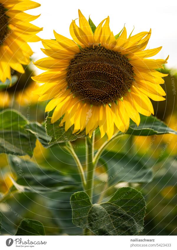sunflower field Detail Close-up Exterior shot Colour photo bright blossom Romance Peaceful Spring fever naturally Growth pretty Fragrance Blossoming Garden