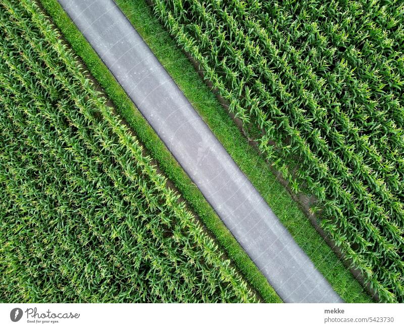 asphalt field divider off the beaten track Maize Maize field Agriculture Street Field disassociated Divided Green Forest path Agricultural crop Food Plant