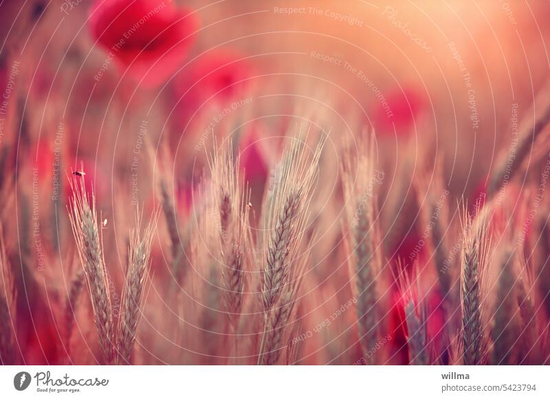 I go through the poppy now, beyond the world, to the end of time ... poppies Poppy field Cornfield Grain Ear of corn Rye Red mural Poster