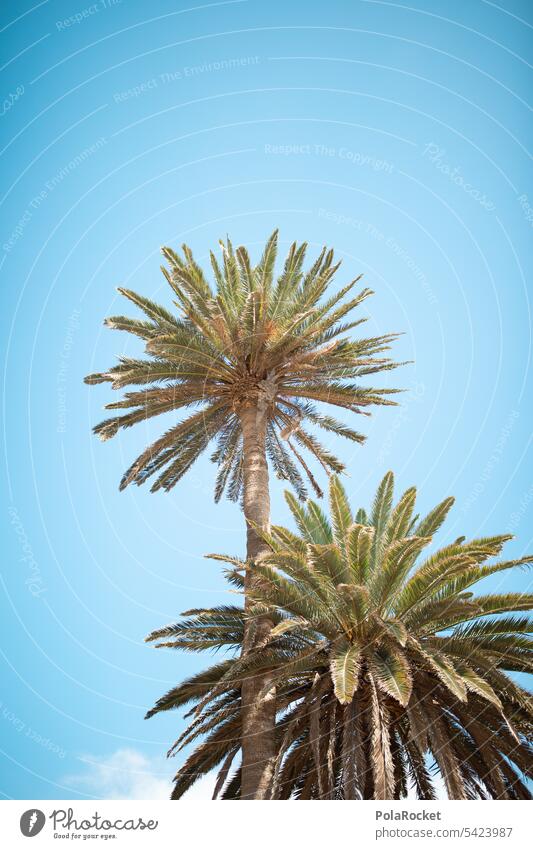 #A0# Palmental relax Fuerteventura Vacation mood Nature Palm tree Palm frond Green Vacation photo Plant Vacation & Travel Palm roof Palm beach palms