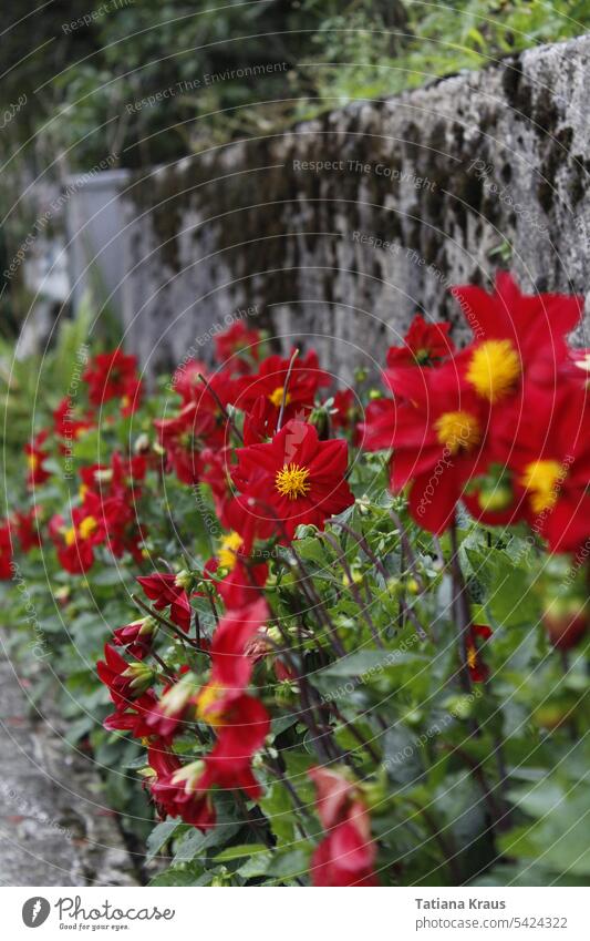 dahlia Red Yellow flowers blossoms Blossoming Wall (barrier) Summer Sun