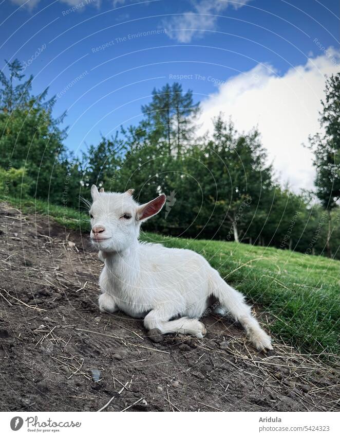 Little white goat White Animal Farm animal Animal child Agriculture Meadow Keeping of animals Cute Petting enclosure Animal portrait Kid (Goat) Petting zoo