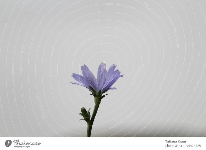 Common chicory purple Flower Blossom Cichory Chicory flower basket Profile Violet Summer Close-up Blossoming grey background Gloomy Deserted