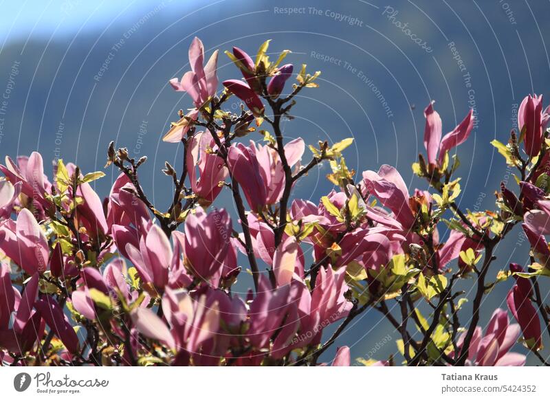 magnolia Flower Magnolia Blossom pink Green sunshine