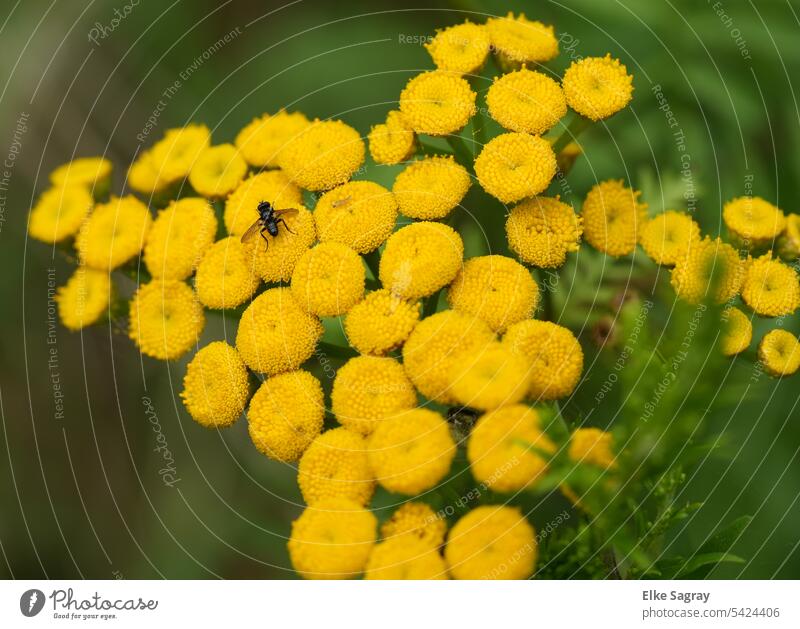 Tansy plant of the month August 2023 Plant Tansy (Tanacetum vulgare) Summer naturally Meadow Close-up Green blurriness Yellow Exterior shot Wild plant