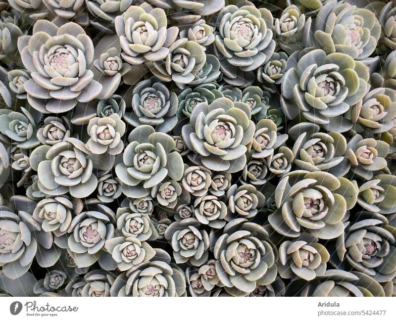 Starroot | Orostachys malacophylla Plant succulent Chinese jester cap succulent plant Nature Garden Rock garden Gray Pink