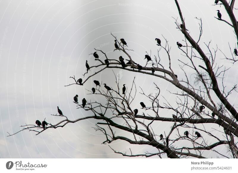 Cormorants on bare tree Colony Bleak bare trees Tree Nature Exterior shot Environment Deserted Twigs and branches Branch Branches and twigs Sky Change naturally
