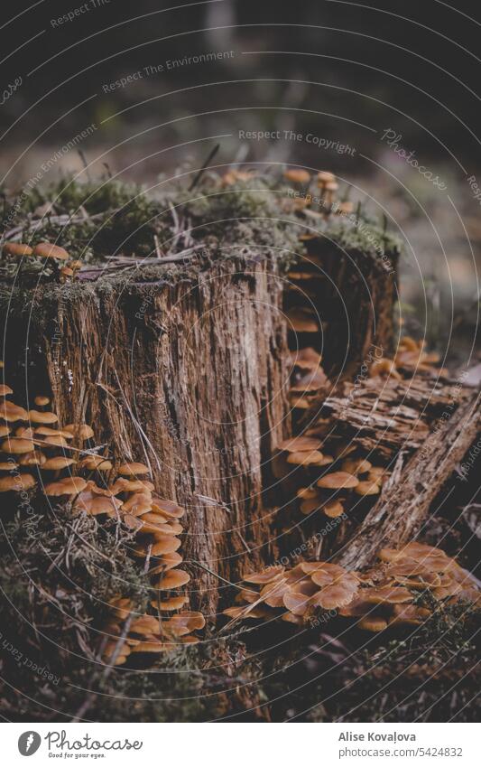 mushrooms and a tree stump Hypholoma Mushroom Forest Plant Nature Colour photo Close-up Tree stump Green green and brown Moss