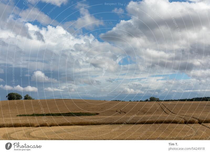 Field in summer Summer pomeranian Colour photo Exterior shot Deserted Landscape Day Sky Agricultural crop Clouds Agriculture Beautiful weather Growth Sunlight