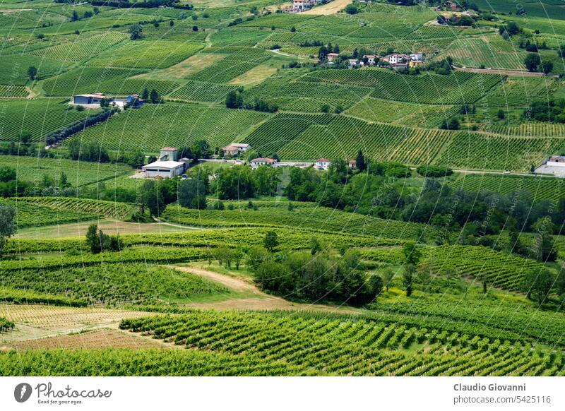 Hills of Oltrepo Pavese at June. Vineyards Borsoni Europe Italy Lombardy Montu Beccaria Pavia Stradella agriculture color country day farm field green hill