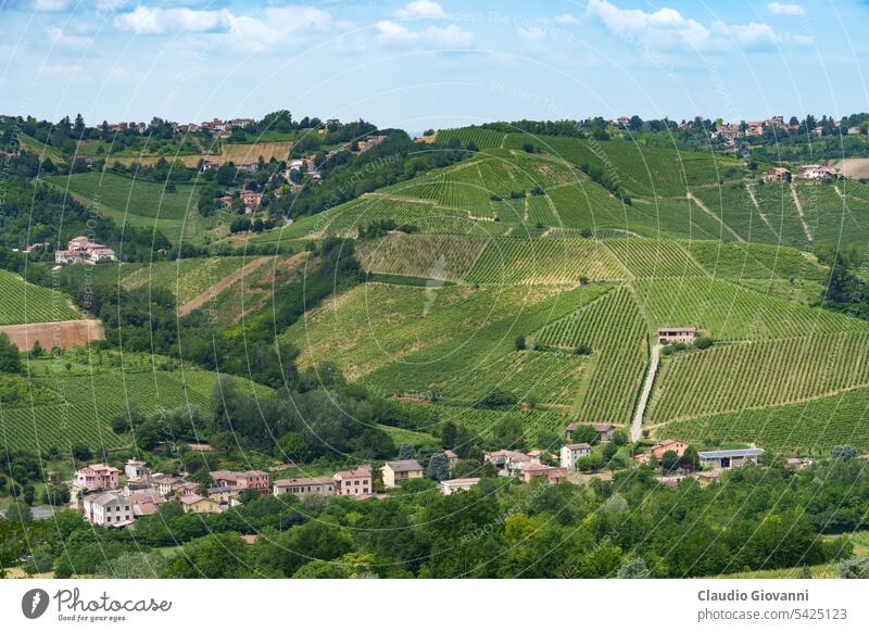 Hills of Oltrepo Pavese at June. Vineyards Europe Italy Lombardy Montu Beccaria Pavia Stradella agriculture color country day farm field green hill house