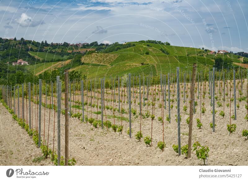 Hills of Oltrepo Pavese at June. Vineyards Europe Italy Lombardy Montescano Montu Beccaria Pavia Stradella agriculture color country day farm field green hill